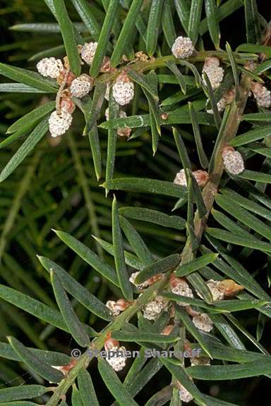 torreya californica 3 graphic